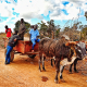 Transport in Chamama, Kasungu District Malawi